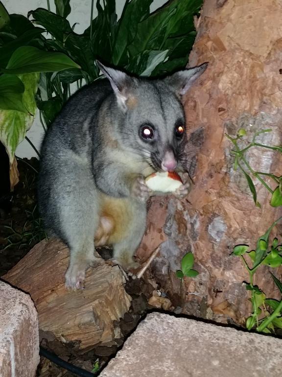 Reef Lodge Backpackers Townsville Extérieur photo
