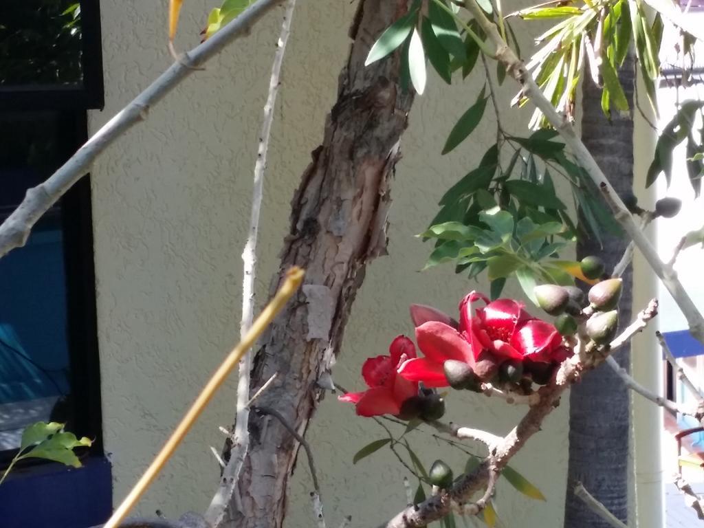 Reef Lodge Backpackers Townsville Extérieur photo